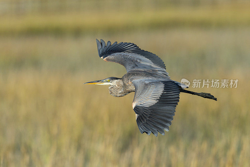 飞翔的大蓝鹭，Ardea herodias